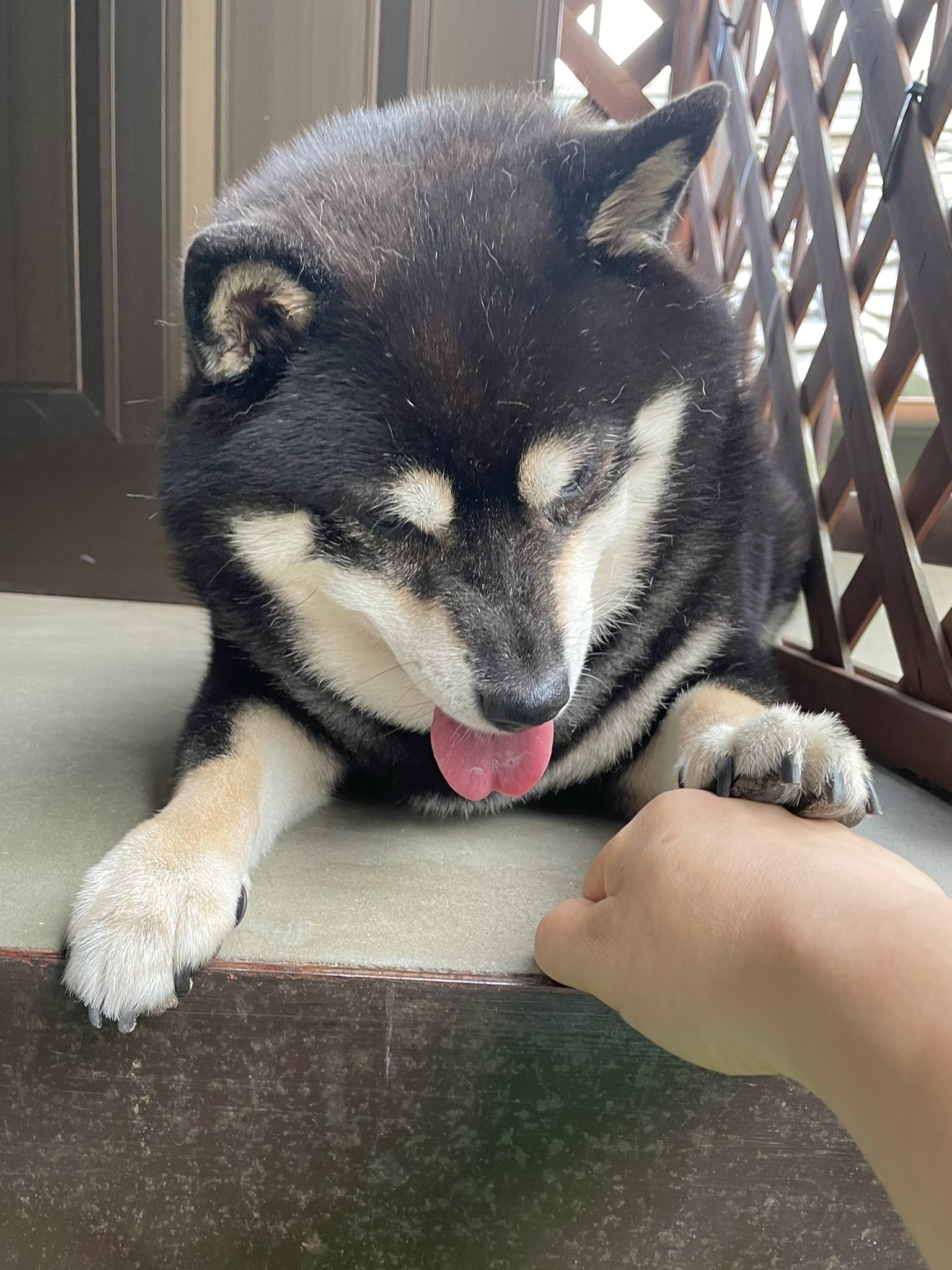 黒柴たろう (@07tarou09) / X