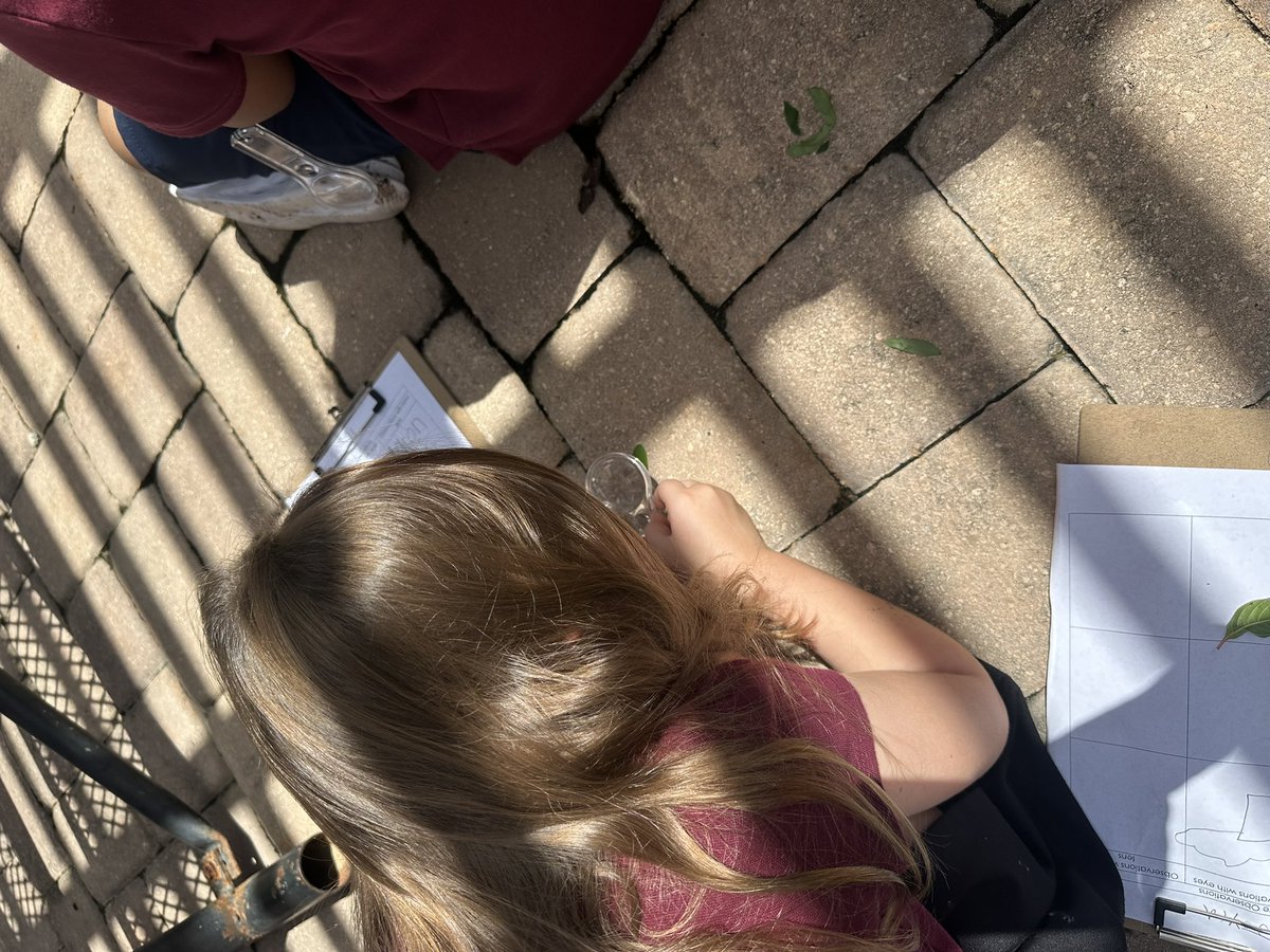 This week we’re using tools to 🔎magnify physical properties! 

Today all 🤚🏼hands were busy collecting data using a hand lens to observe 🌴 bark, 🍃 leaves, and the sidewalk. 

<a href="/TurnerBartelsK8/">Turner/Bartels K8</a>  <a href="/WeAreHAEST/">HAEST</a> <a href="/HCPSElemScience/">HCPSElemScience</a>