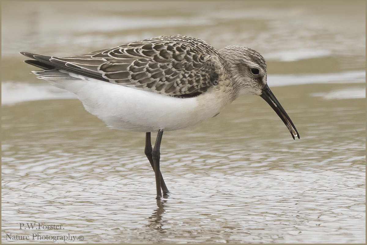 Curlew Sandpiper from Bran Sands Gare very obliging  recent.
<a href="/teesbirds1/">teesbirds</a>
<a href="/clevelandbirds/">cleveland birds</a>
<a href="/DurhamBirdClub/">Durham Bird Club</a>
<a href="/YWT_North/">Yorkshire Wildlife Trust - North Yorkshire</a>
<a href="/YorksWildlife/">Yorkshire Wildlife Trust - follow us on Bluesky 🦋</a>
<a href="/NTBirdClub/">Northumberland & Tyneside Bird Club</a>
<a href="/wildlifemag01/">WildLife Magazine</a>
<a href="/YorkBirding/">York Birding</a>
<a href="/waderquest/">Wader Quest</a>
#Nikon #forever
<a href="/Waderworld1/">Wader-World 🌍</a>
@birds
<a href="/TheSeabirdGroup/">The Seabird Group</a>
<a href="/BirdWatchingMag/">Bird Watching</a>