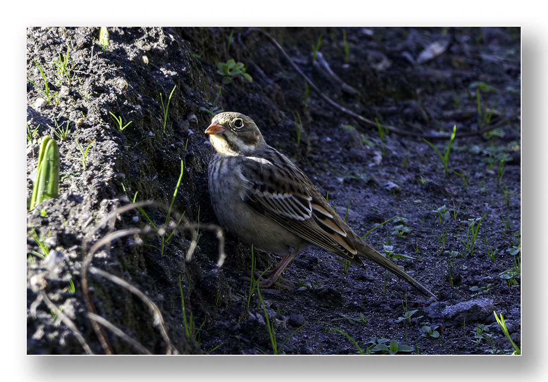 barnard_ian's tweet photo. Ortolan Bunting at Rocky Hills, St Mary's https://t.co/OFOVK1D8If