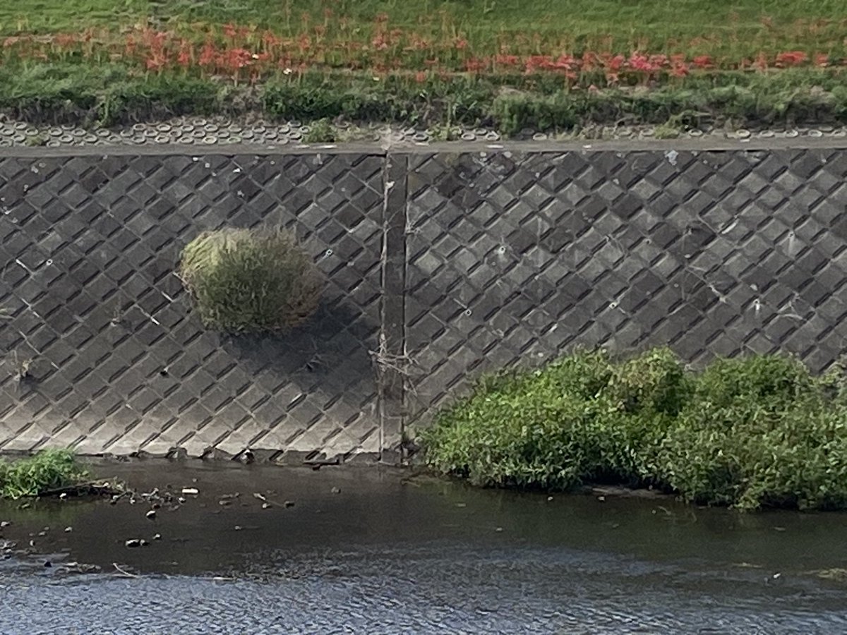 昨日は会社帰りに平塚駅から総合公園１周３０分ｊｏｇ。ぼちぼちです🤣