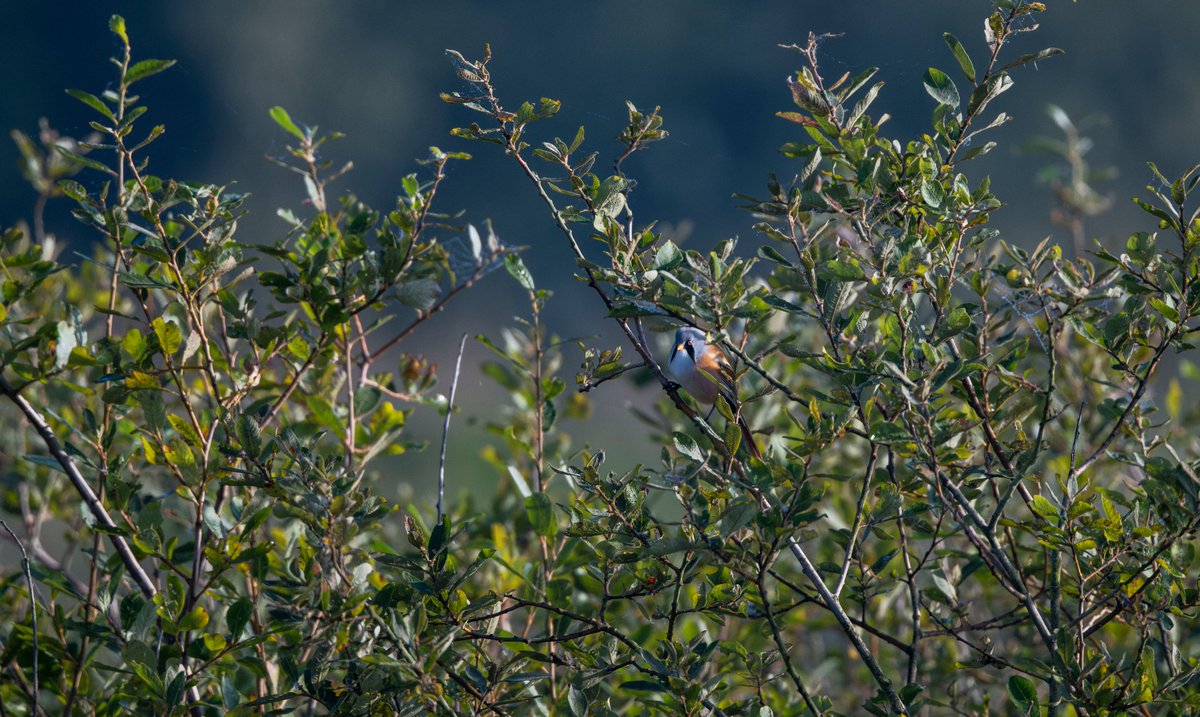 Les Cater Wildlife photographer tweet media