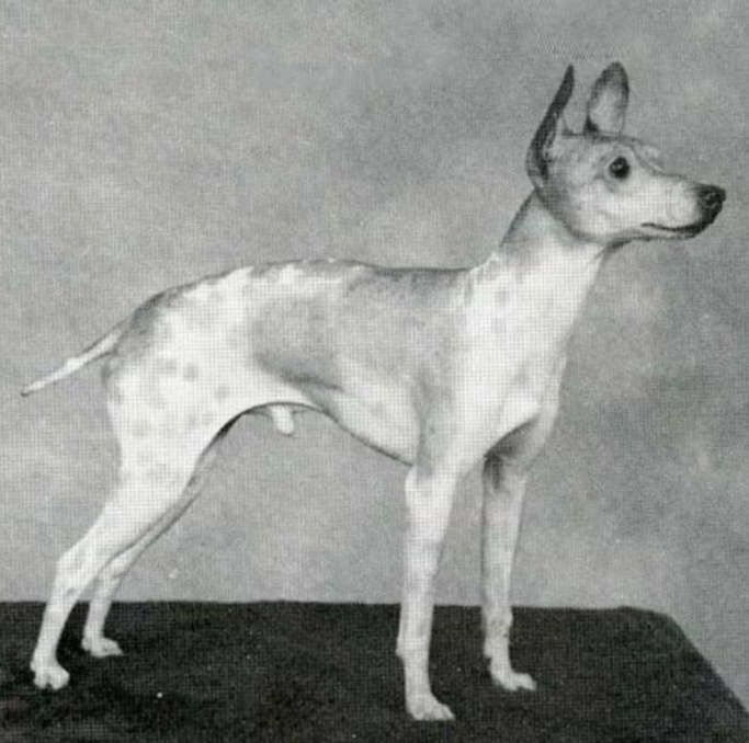 Showsight's tweet photo. The American Hairless Terrier, the only hairless breed indigenous to the United States, is a naturally occurring offshoot of the Rat Terrier.🐾
https://t.co/1v9Z8b0GCl
#americanhairlessterrier #purebreddogs #akc #showsightmag
📸AKC Library https://t.co/Cpqa02bpJd