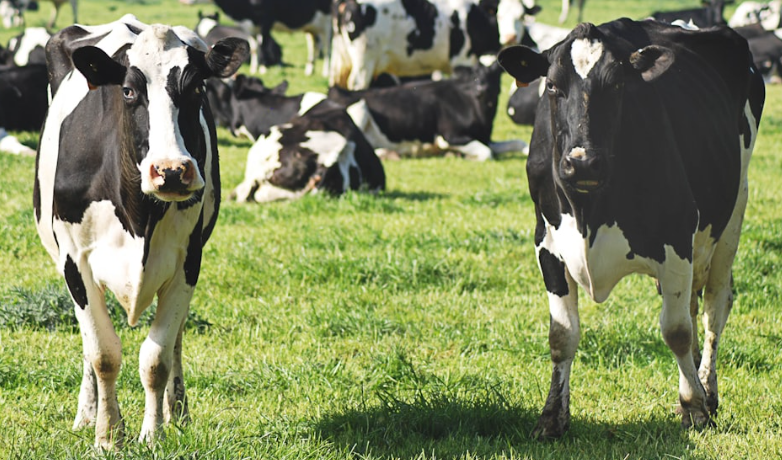 bactiman63's tweet image. #NorthDakota: Second #anthrax case reported in Stark County  open.substack.com/pub/outbreakne…