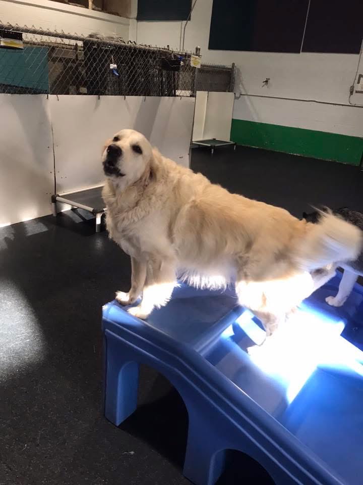 Here’s our girl at camp ⛺️ today.