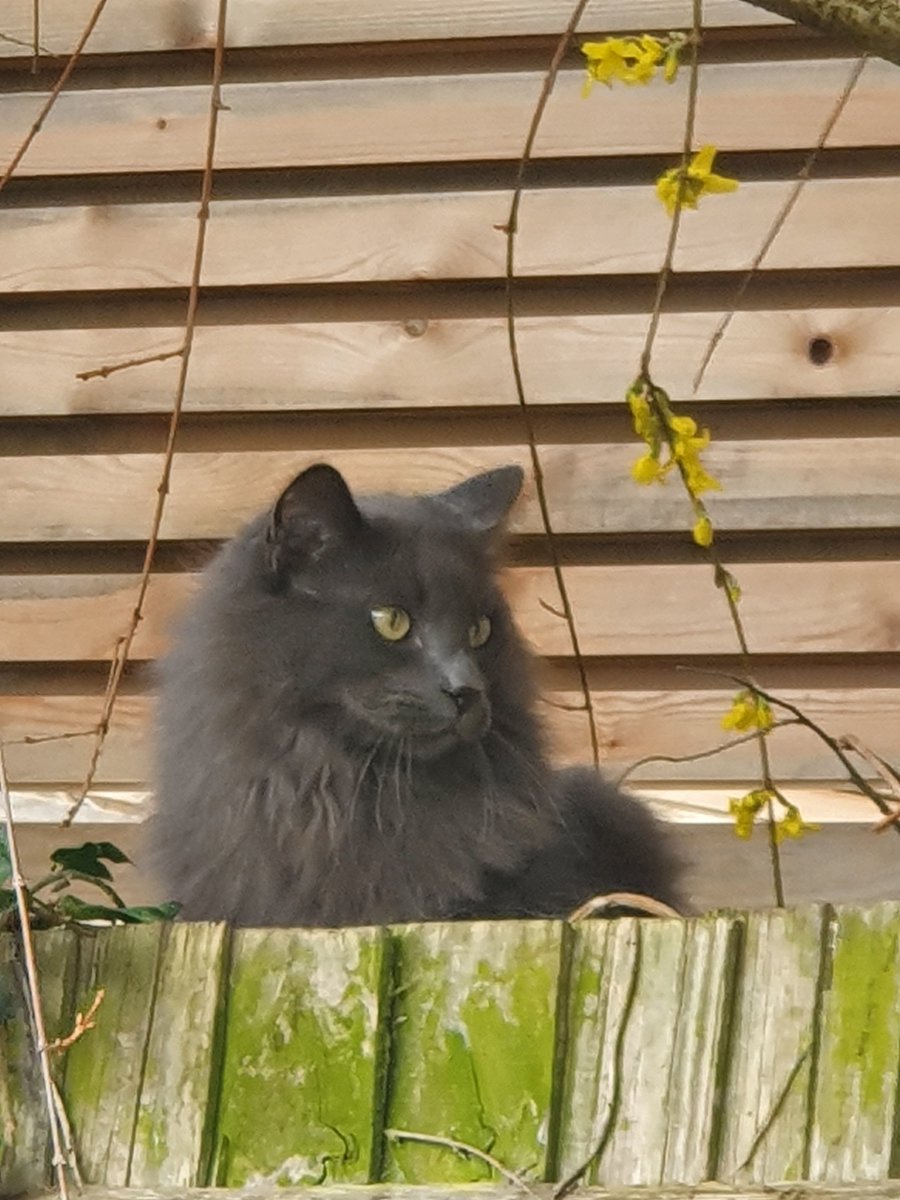 Smokey is back home &amp; back to his normal self. We've been told to keep him indoors for 2 days but he is not happy about it.