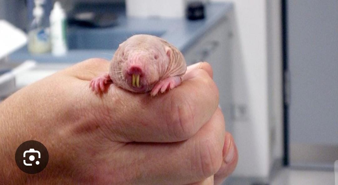 Mein Penis hat ein eigenes Leben