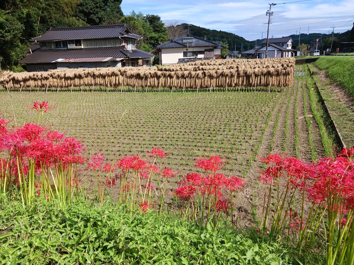 sugibeegarden's tweet photo. 熊本県天草市では今でも稲の掛け干しをされているところを多く見かけます。掛け干しのまわりに咲く彼岸花、こういった美しい日本の原風景をみられるのも天草暮らしの良いところです☺️
養蜂部 Sより

https://t.co/x0XF4qq3Nh
#Beepollen #ミツバチ #ハチミツ #天草市 #杉養蜂園 #健やか農蜂業 #スズメバチ #養蜂部のお兄さん #陰干し #彼岸花