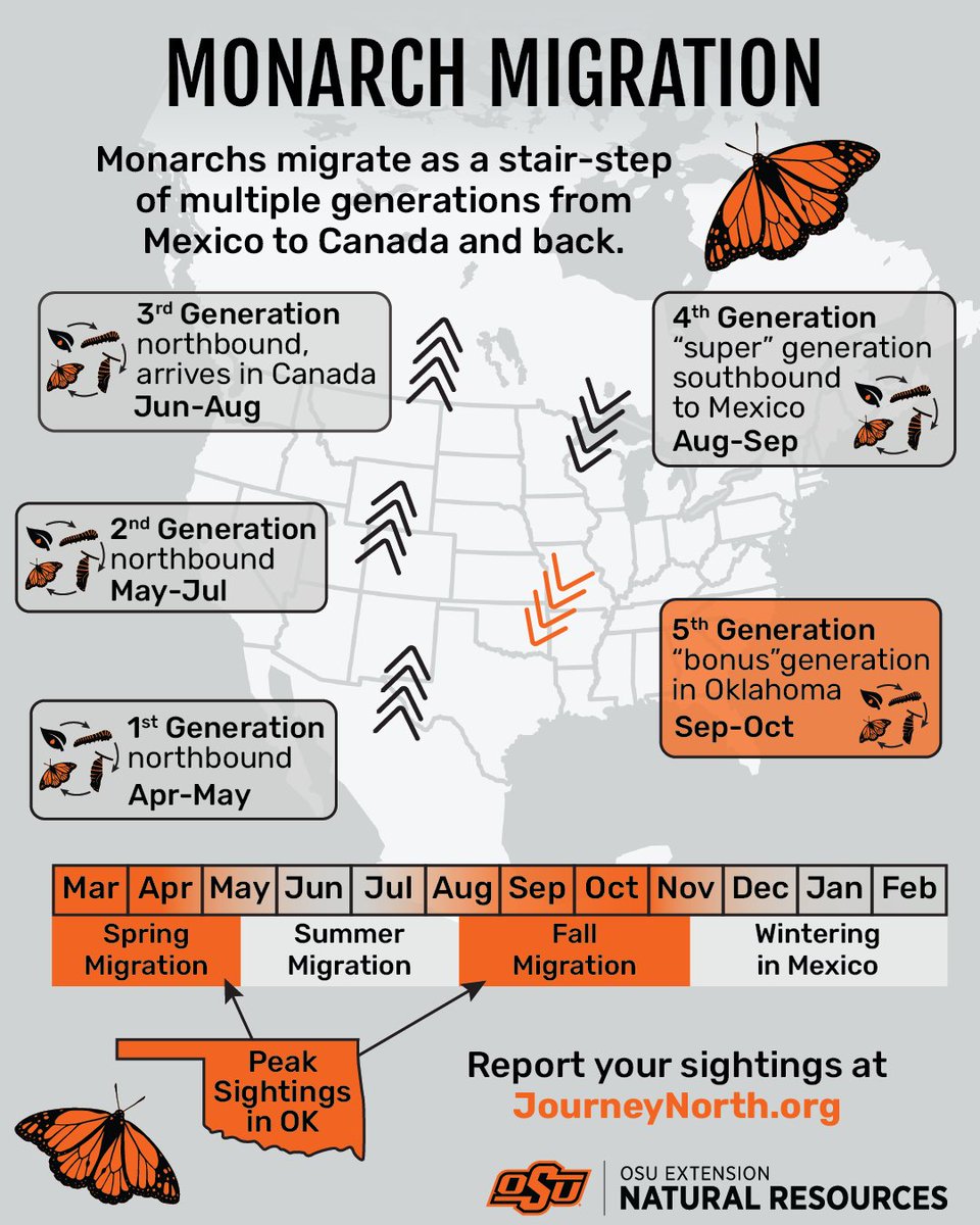 Monarch Migration

Monarchs migrate as a stair-step of multiple generations from Mexico to Canada and back.

1st Generation: northbound, April-May
2nd Generation: northbound, May-July
3rd Generation: northbound, Arrives in Canada, June-August
4th Generation: "super" generation,