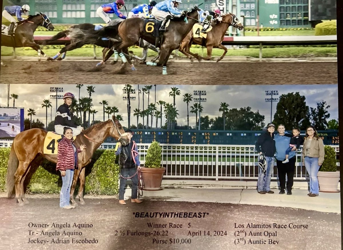 AfterFinishLine's tweet photo. Meet BEAUTYINTHEBEAST, a #Calbred #OTTB competing in Barrel Racing at Thoroughbred Makeover 10/8-11 at KY Horse Park. Earned $51K racing at Los Al, GGF, Fair tracks. Lives in Oregon. Eligible for $5K Top-Placed Cal-Bred Award & reimbursement of trainer entry/schooling/stall fees. https://t.co/tCN2p97Ijg