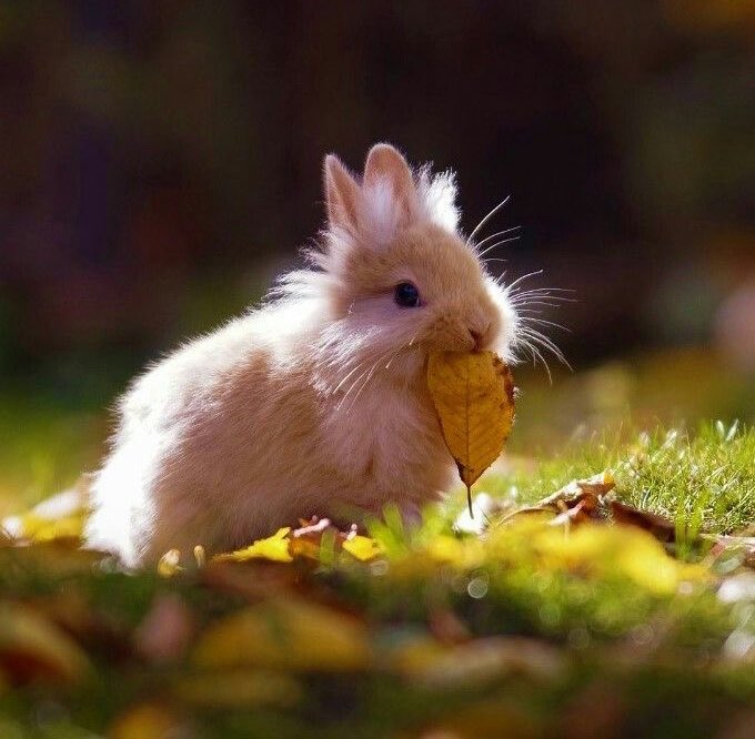 Bunnies (@bunnies) on Twitter photo 