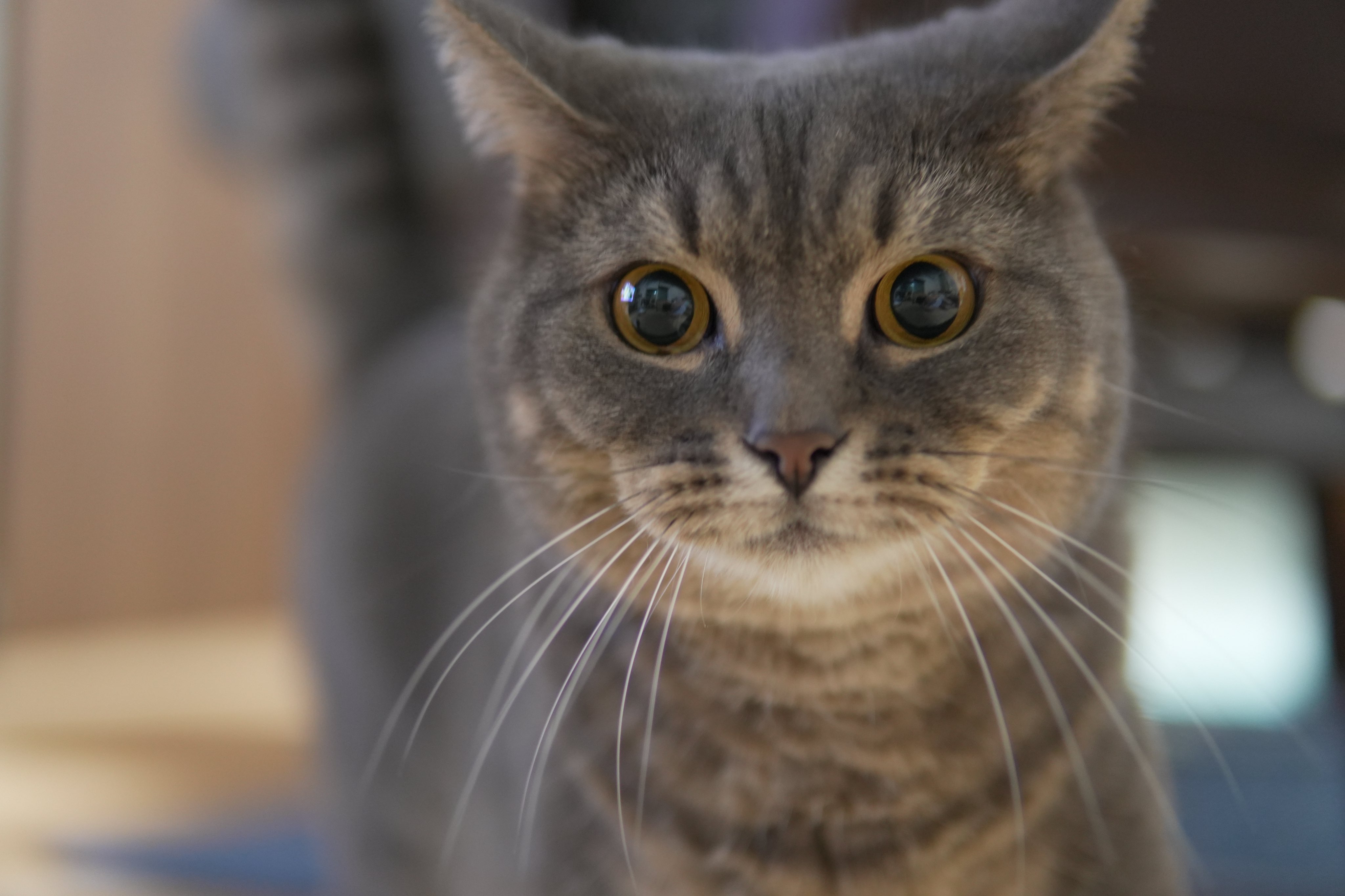 ねこ好き ネコDK スペシャル・ベスト (晋遊舎ムック) | 晋遊舎 |本 | 通販