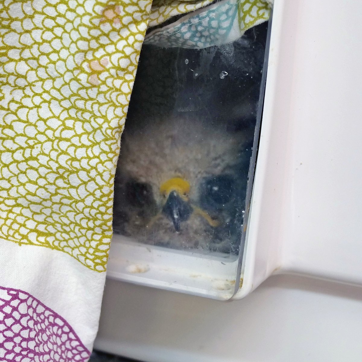WWCCOC's tweet photo. Your donations work hard. Every last cent helps support the rehabilitation and release of our local wildlife, and our success is very much so your success! As of today, WWCC is caring for the 579 animals, including 11 Allen's Hummingbirds, 12 Brown Pelicans, and 43 Fox Squirrels! https://t.co/lF25v70yr7