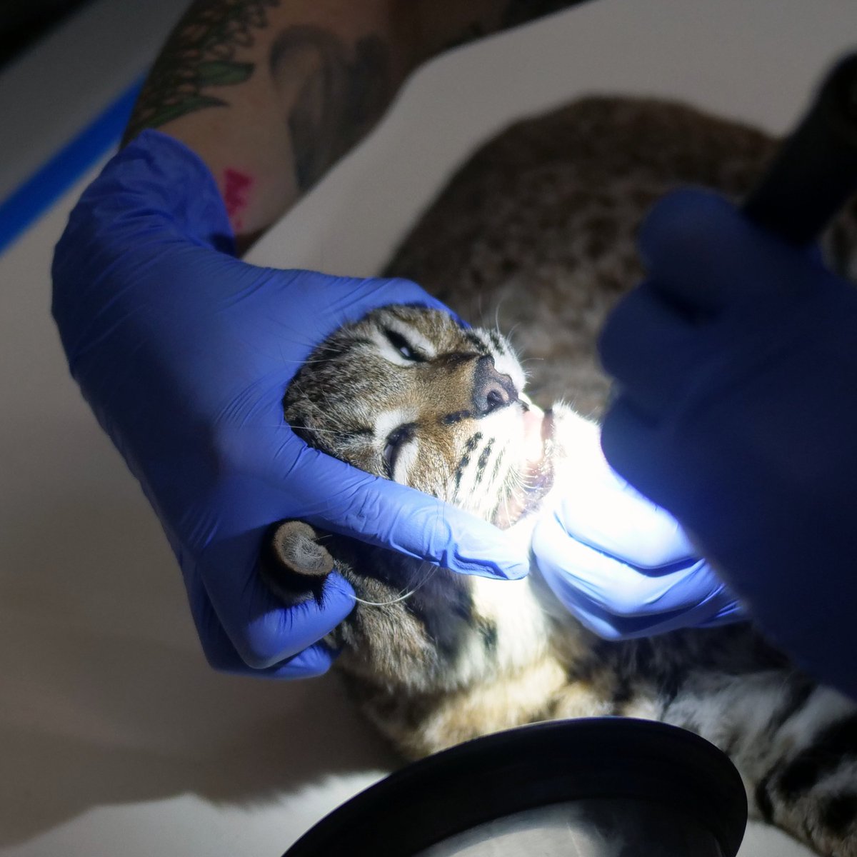 WWCCOC's tweet photo. Your donations work hard. Every last cent helps support the rehabilitation and release of our local wildlife, and our success is very much so your success! As of today, WWCC is caring for the 579 animals, including 11 Allen's Hummingbirds, 12 Brown Pelicans, and 43 Fox Squirrels! https://t.co/lF25v70yr7