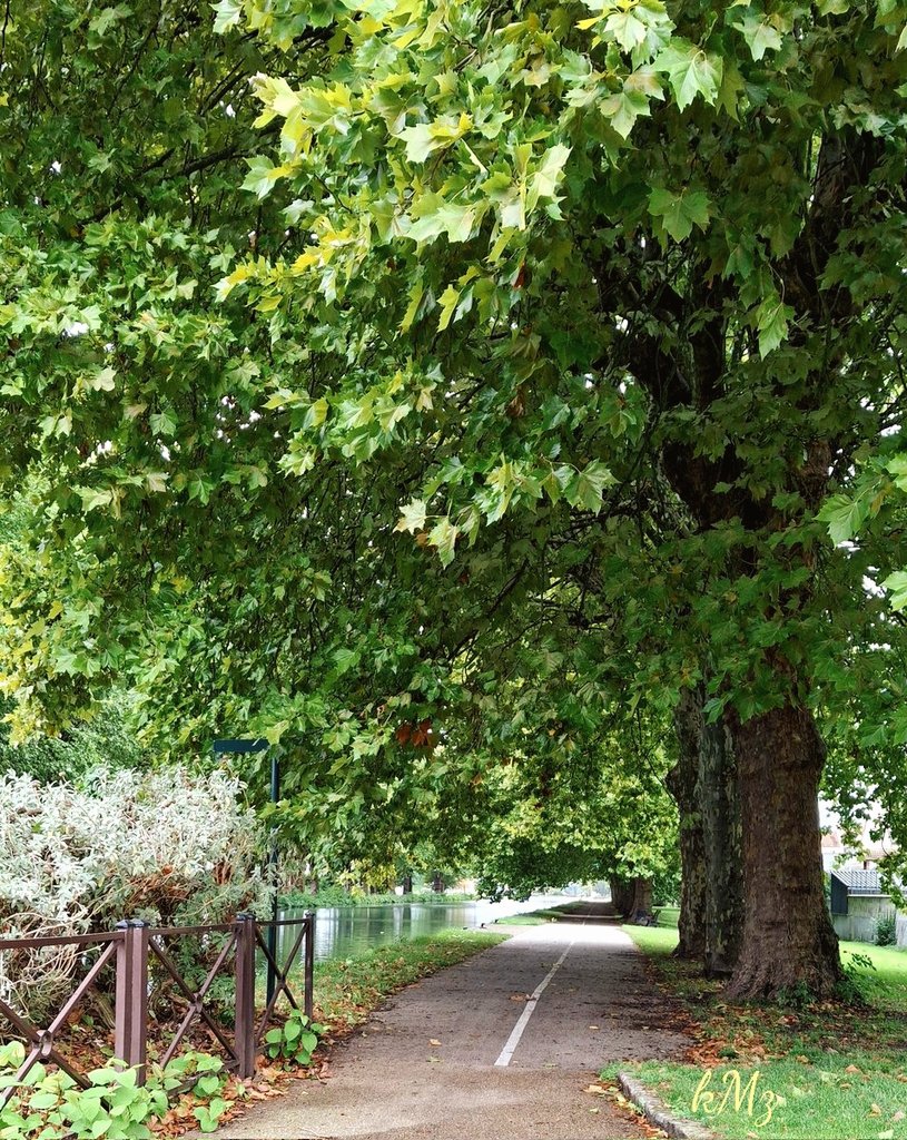 Happy last #ThickTrunkTuesday of September my #trees friends! 🌳🍃🍁💚🧡🤗 #NatureLovers #canaldeBourgogne #StormHour