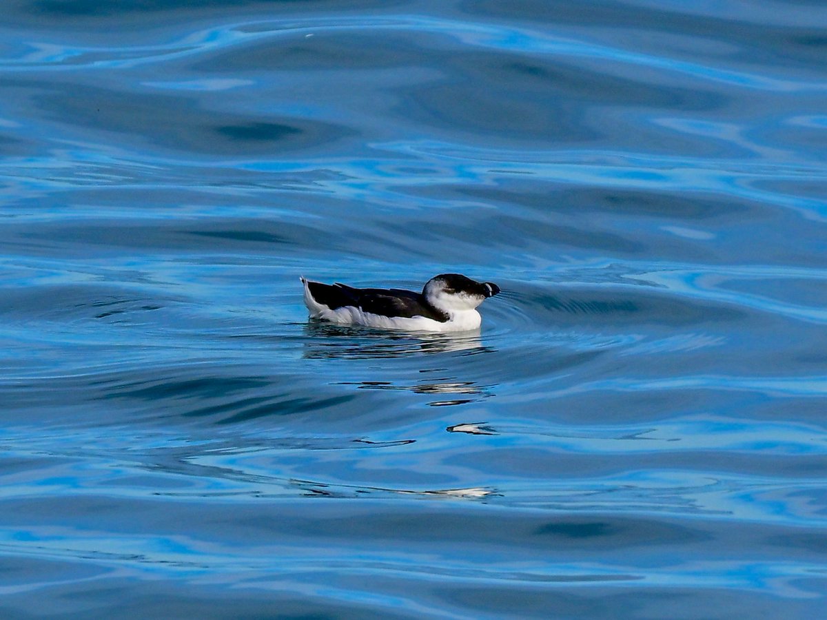 NikonNaturePix's tweet photo. A walk along the sea front in Scarborough today. #Razorbill pic taken using #Nikon #Z50ii #Z52 & 180-600 lens
@nybirdnews
@birdguides
@rspbengland
@natures_voice
#birdphotography #wildlifephotography #naturephotography https://t.co/tupkgcn2d9