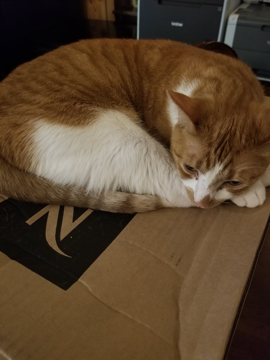 my weeknd samra origins nespresso bundle came today and my cat wont get off the box 😭