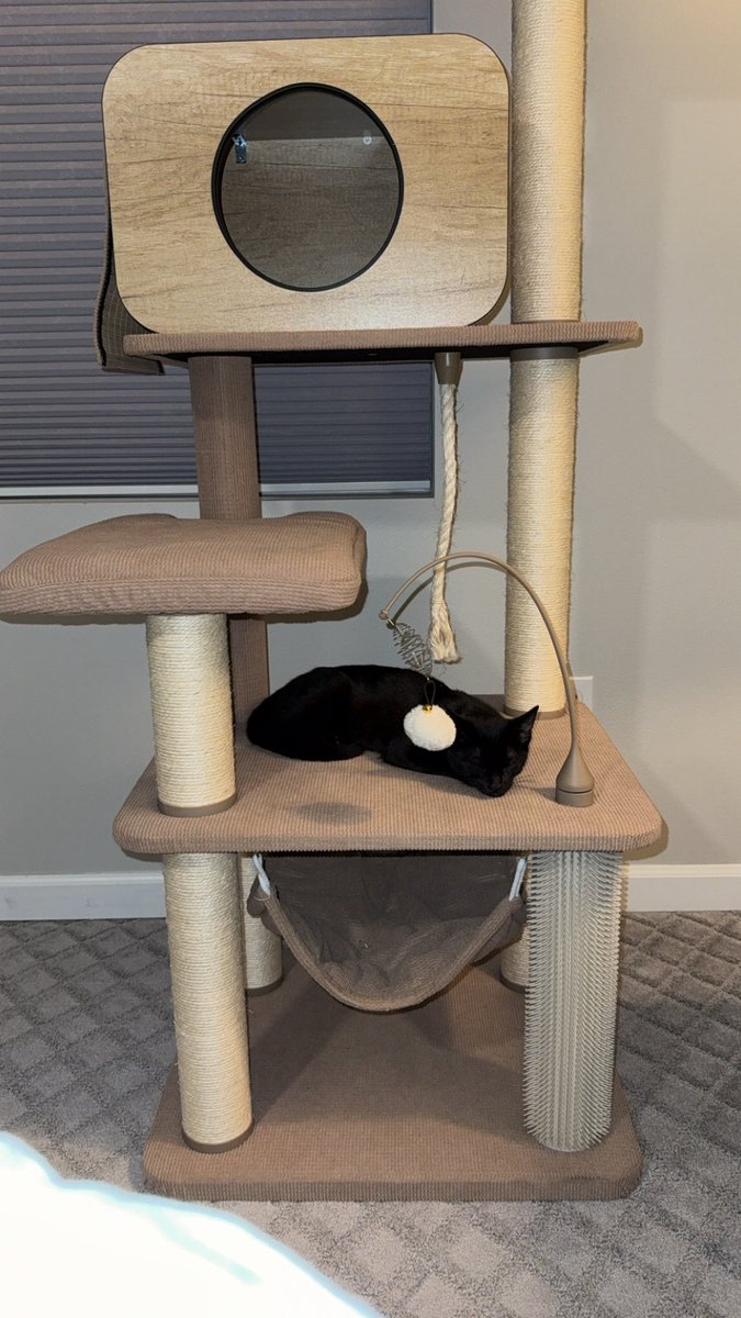 Carlie Jo tweet media