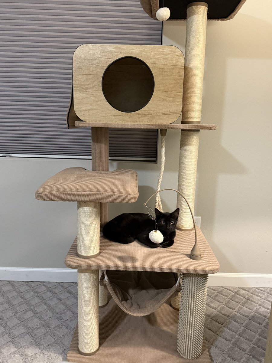 Carlie Jo tweet media