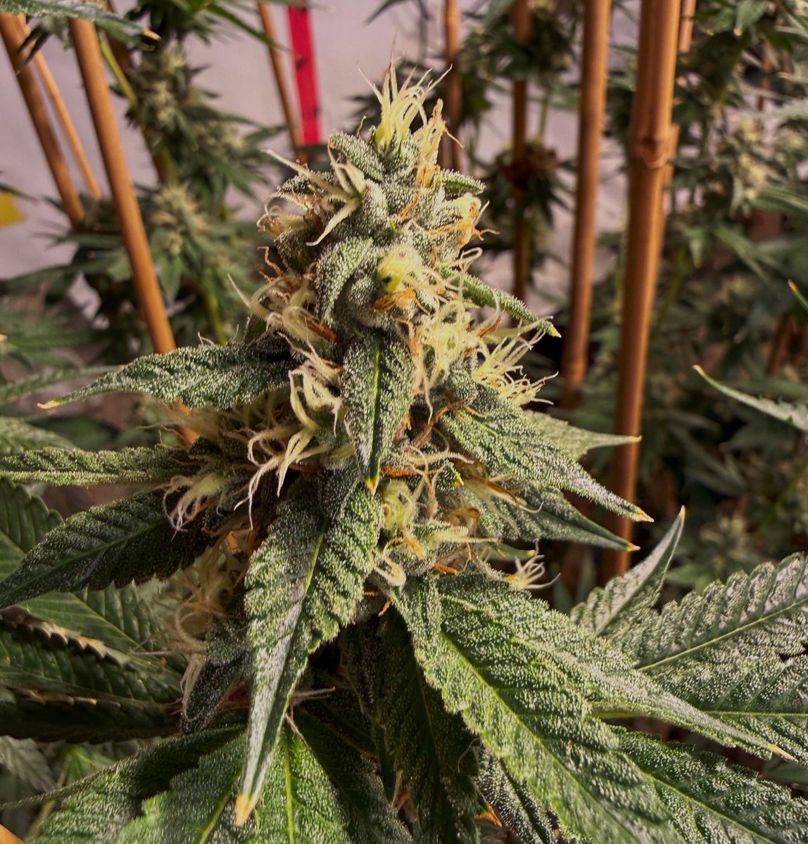 GMO Rootbeer at 44 days of the 12/12
Freeborn Selections 🔥 
<a href="/meangenemendo/">MeanGenefromMendocino</a> <a href="/skunktek/">Skunktek</a>