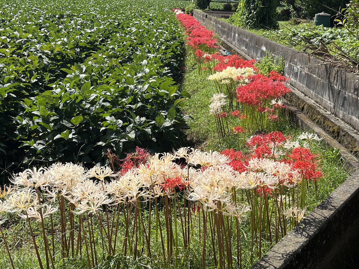 白い彼岸花　気にしてなかったけど綺麗だ