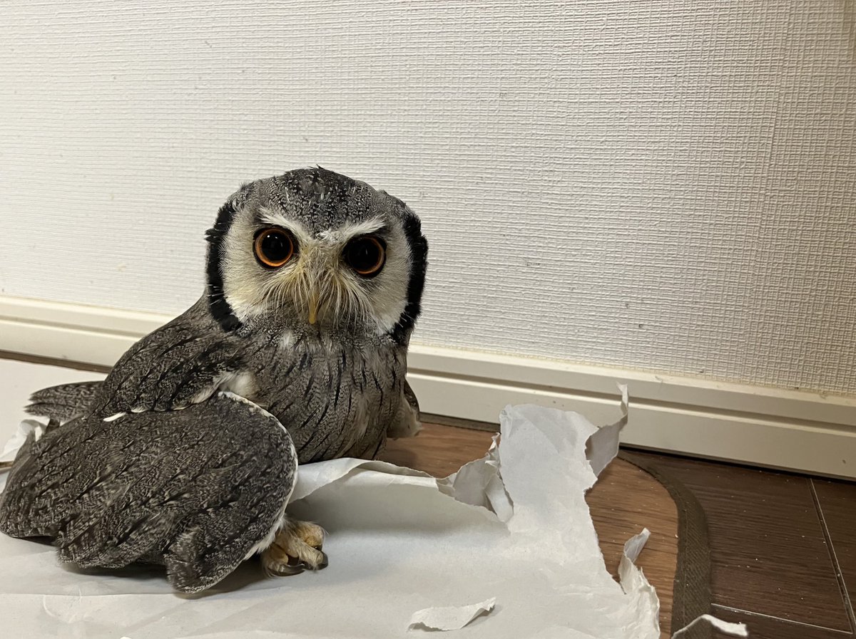 理想の美貌を手に入れ愛を奪う独り占めフクロウオルゴナイト 理想の美貌を手に入れ愛を奪う独り占めフクロウオルゴナイト 理想の