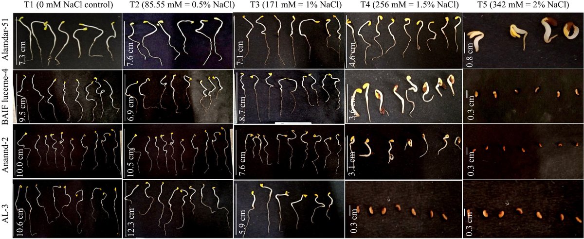 #GrassResearch #Lucerne #SaltTolerance  #Germination 🌱: High NaCl (≥256mM) harms 10 Indian lucerne germination; Alamdar-51 resists salt, RL-88/Kutchi Selection recover well post-salt.
<a href="/MaximumAcademic/">Maximum Academic</a> <a href="/AbioticStress/">Abiotic stress in plants (Green Survivors)</a> <a href="/UnivOfPune/">University Of Pune</a> <a href="/BahulikarRahul/">Rahul Bahulikar</a>
Details: maxapress.com/article/doi/10…