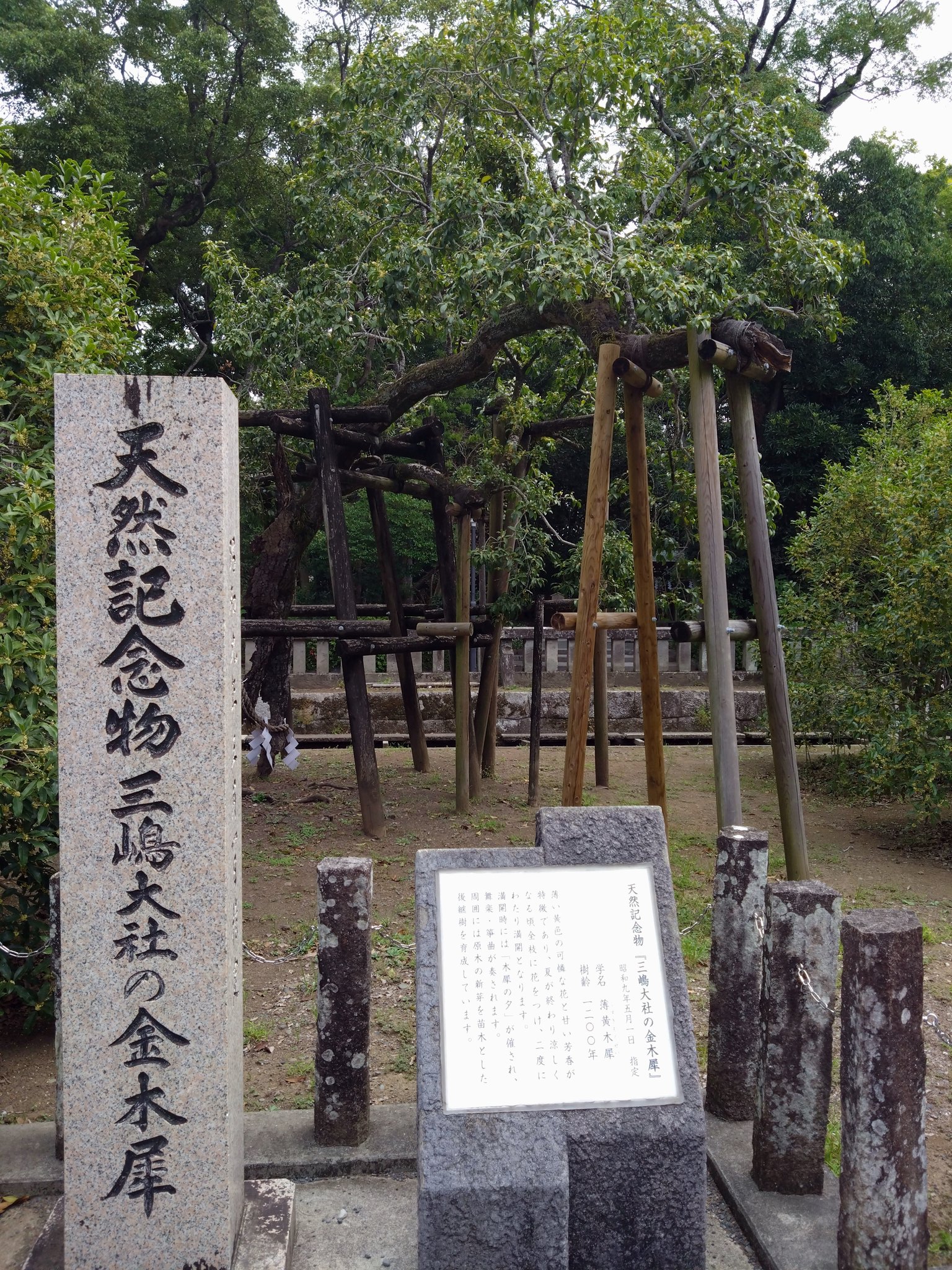 木製彫刻 61py8U10qkL._UF894,1000_QL80_.jpg