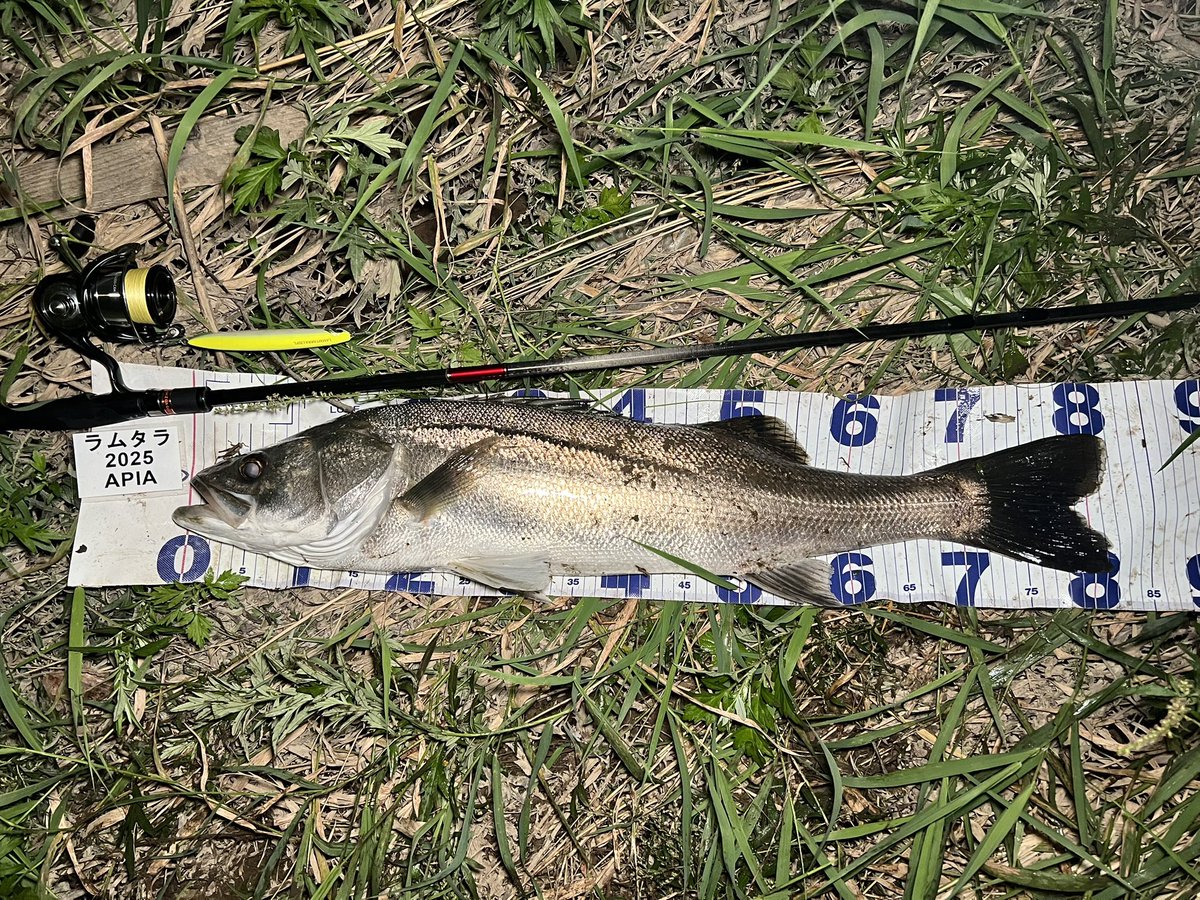 いい魚が増えてきました✌︎
ラムタラランカー！！
#APIA
#雄物川
#落ち鮎
