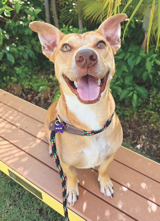 MidWeek (@midweekhawaii) on Twitter photo Fonsi is a 47-pound, 4-year-old pit bull terrier mix who has a goofy and affectionate personality. Meet Fonsi from 11 a.m. to 6 p.m. at <a href="/hawaiianhumane/">Hawaiian Humane Society</a> Kosasa Family Campus at Ho‘opili daily.
#midweekhawaii #hawaii #hawaiianhumanesociety Fonsi is a 47-pound, 4-year-old pit bull terrier mix who has a goofy and affectionate personality. Meet Fonsi from 11 a.m. to 6 p.m. at <a href="/hawaiianhumane/">Hawaiian Humane Society</a> Kosasa Family Campus at Ho‘opili daily.
#midweekhawaii #hawaii #hawaiianhumanesociety