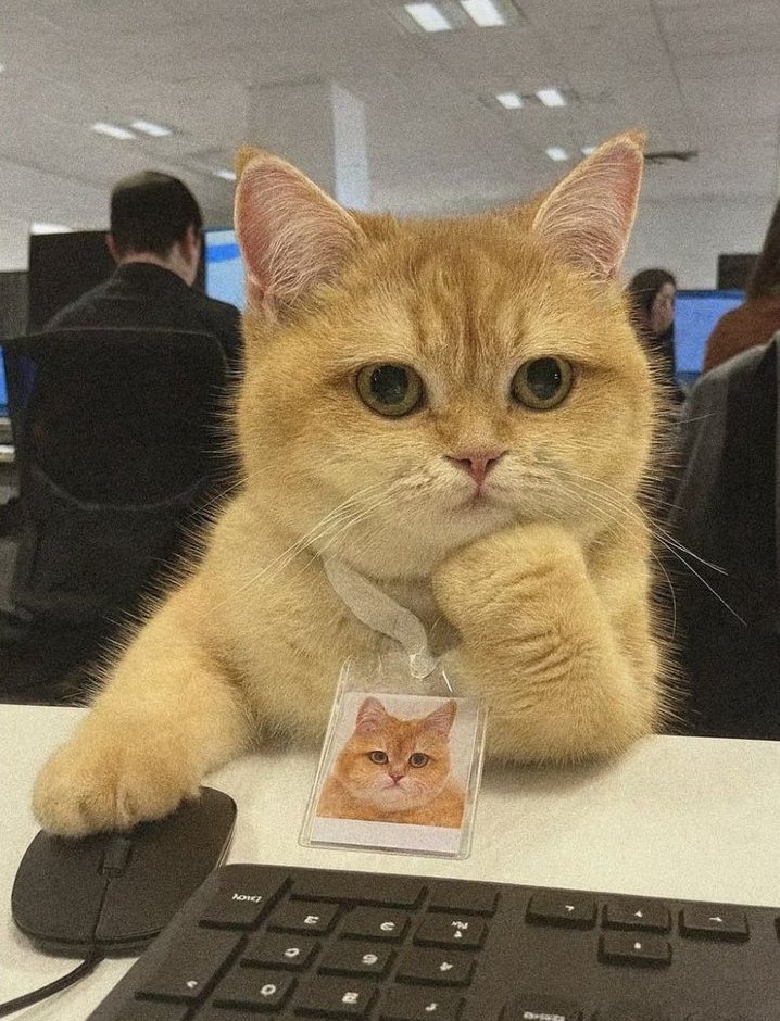 naiivememe's tweet image. researching for a 100x overnight so you don&apos;t have to go to work tmr