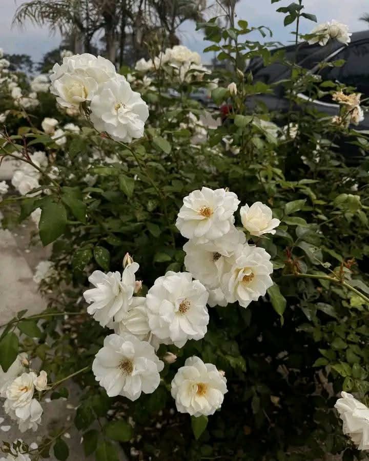 Joelplotnik214's tweet image. From a month full of ups and downs, these are the ups that I want to remember 👼🏼🌊🍵🐚

Especially the gluten free cookie skillet and dairy free homemade ninja creami ice cream!!!

#tezzaapp #sandiegomom #sandiegomoms #mynuuly #nuuly #motherhoodmoments #matcha #anthropologiestyle