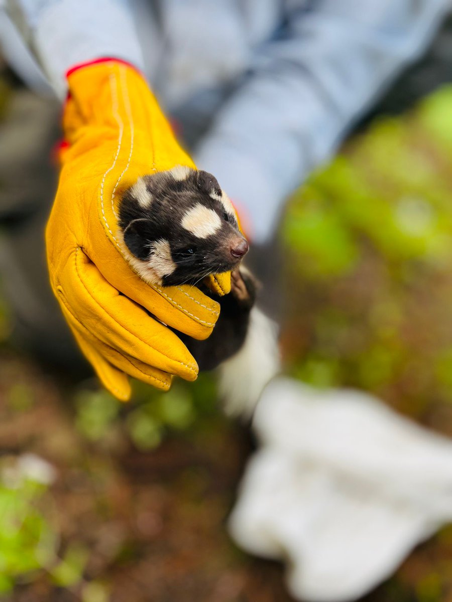 Se realizó el trampeo de pequeños mamíferos en el Santuario #CotorraSerranaOccidental, con la participación del Comité de Vigilancia y Monitoreo Comunitario, con el fin de enriquecer sus conocimientos, así como aumentar los resultados de su trabajo por la conservación. 🦨🐁🐿🌲