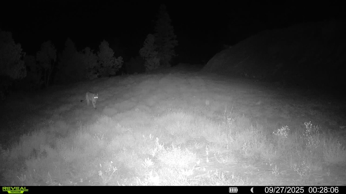 A recent visitor to my Colorado lot. He obviously didn’t notice the no trespassing sign I put up a couple weeks back.