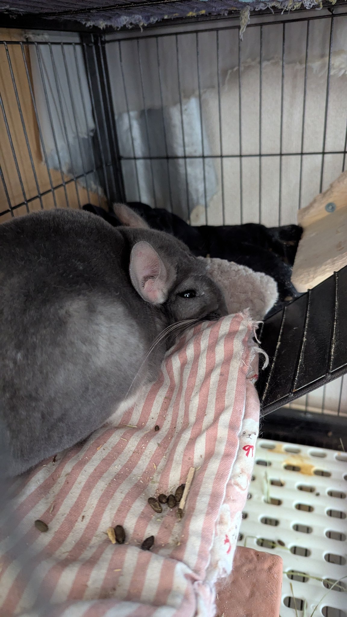 専用☆エンプレス チンチラ EMPRESS CHINCHILLA ケープ 未使用 Amazon.co.jp: チンチラフィギュア リアルなプラスチック製 野生