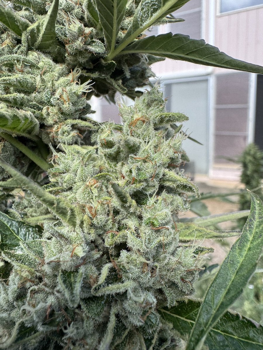 freshfrozenflow's tweet image. My outdoor jomo the hutt.