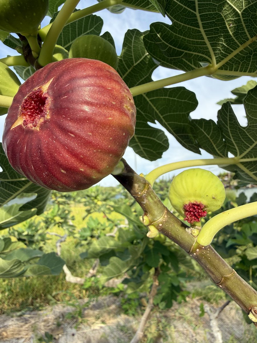 朝採れイチジク喜んでもらって何よりです🤗

清水さん
いつも落ち着いた空気感で接して頂き感謝してます😊
