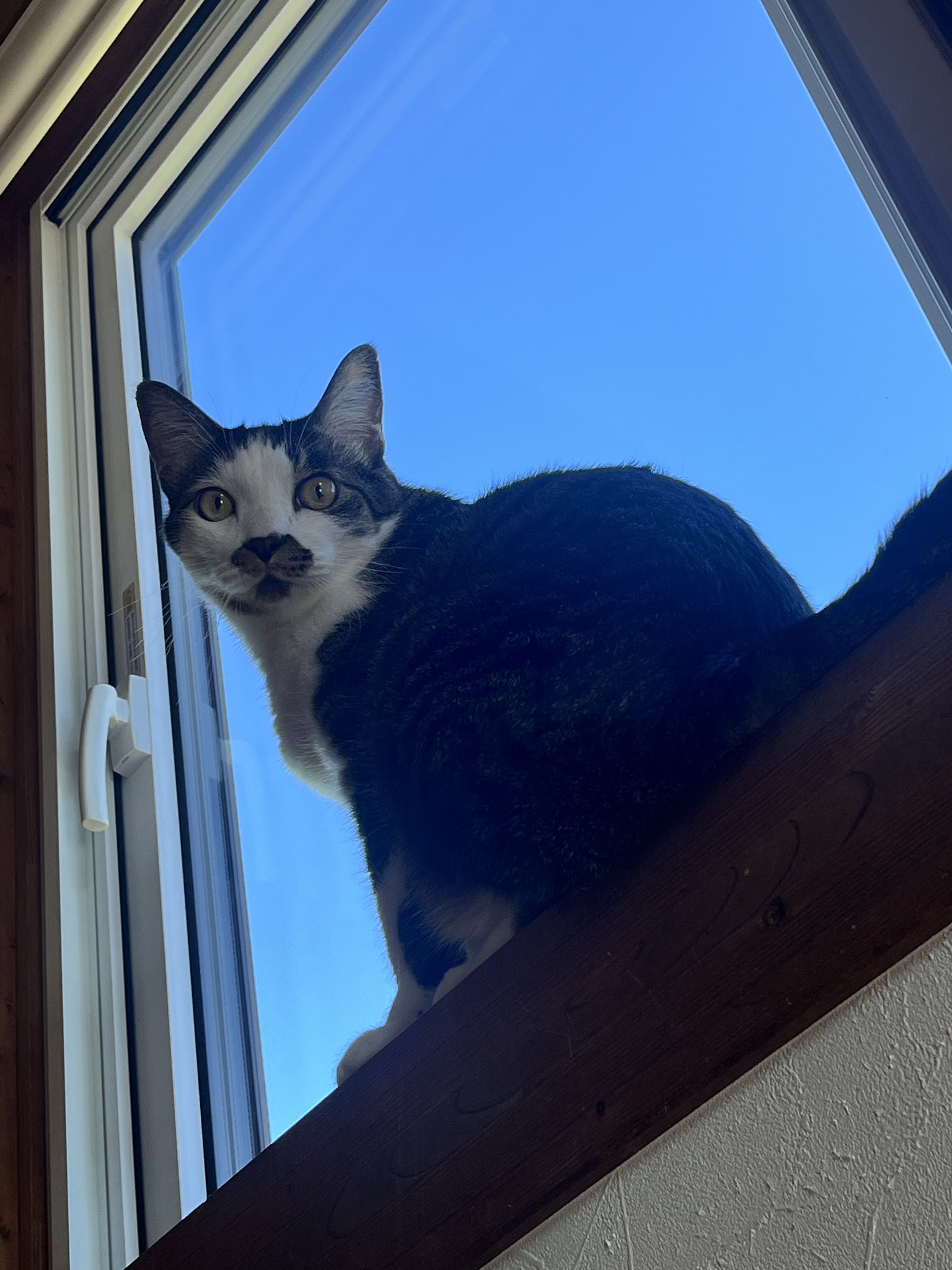 ねこ◎様♥️オーダーページ♥️2便になります ぬ？