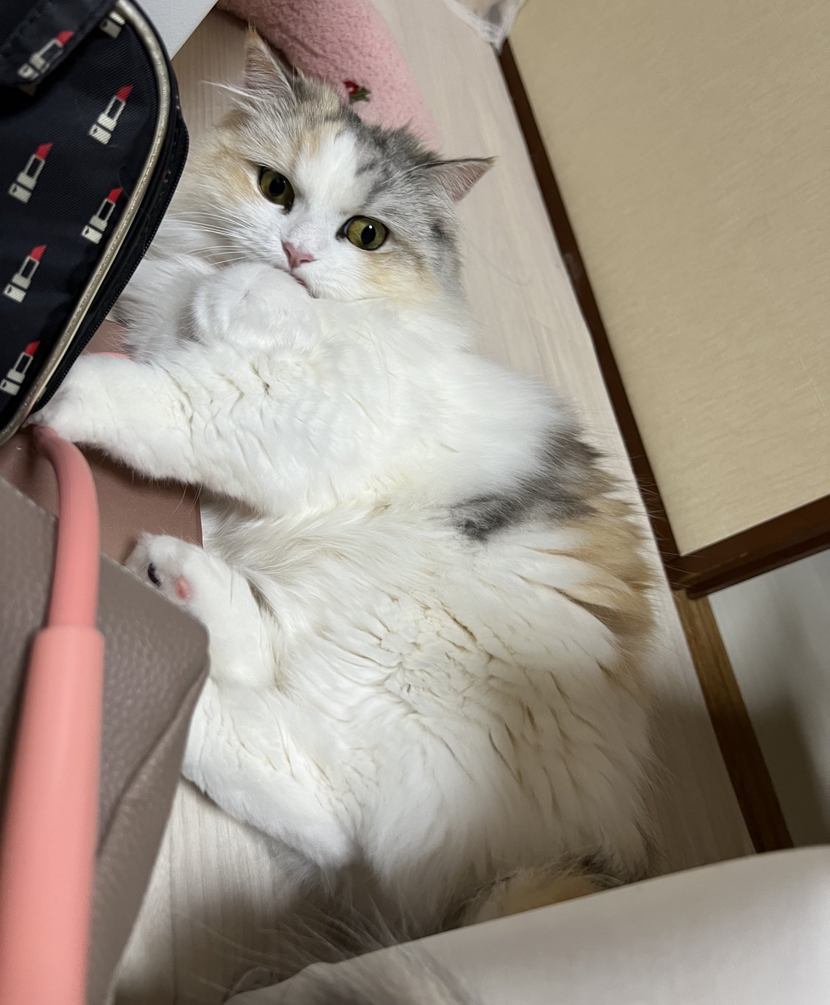 あちゃん様御予約❤ミーナちゃんと♡生後10日♡うるうるオメメの子猫ちゃん♡ okome_and_okoge はじめまして、おこめちゃんです🤍 「お米の