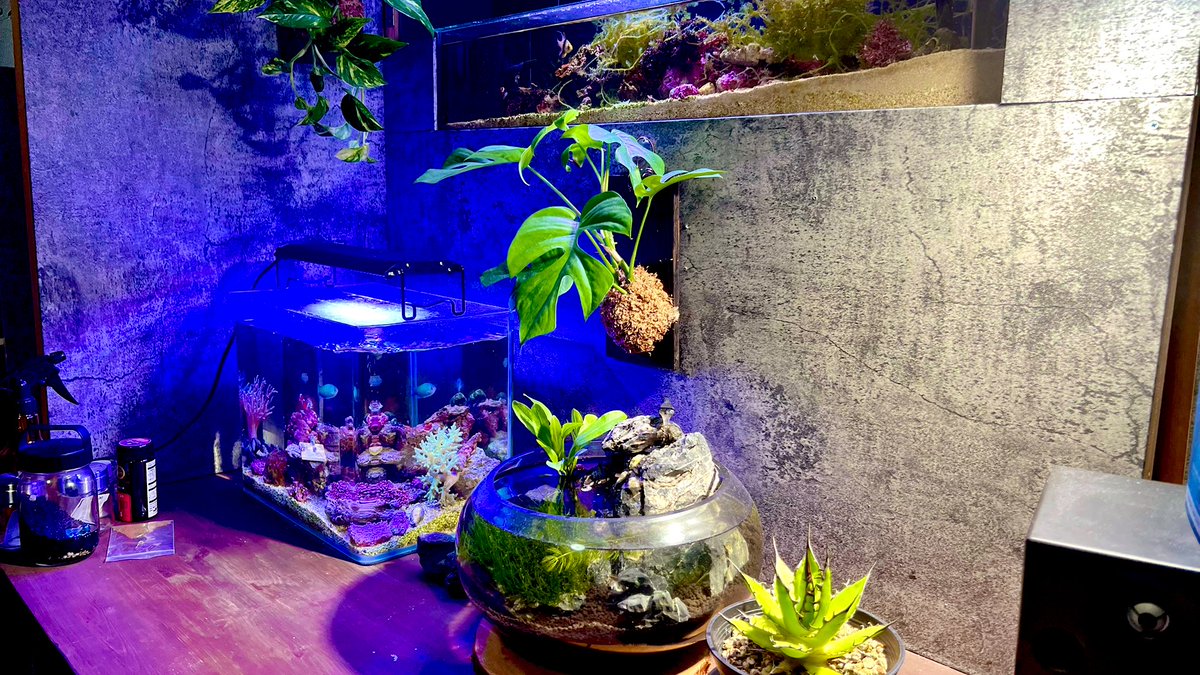 Kazupon_pon8's tweet photo. 部屋の癒し

海水水槽2淡水水槽1観葉植物3
#サンゴ水槽 #水草水槽 #観葉植物 https://t.co/5f1n2Tx4rk