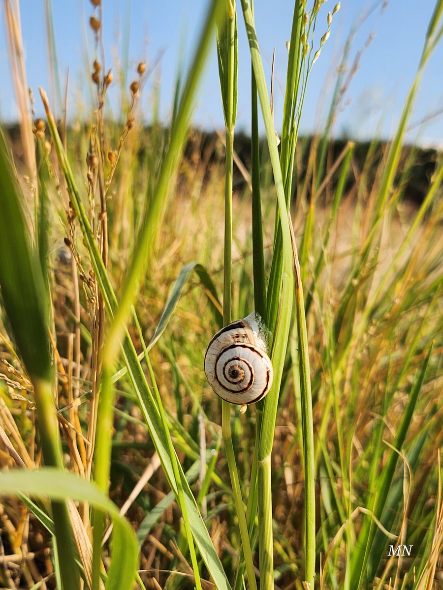 The grasses look bejeweled with snails. But how does it impact the grasses or plants they colonize ?
#Morocco