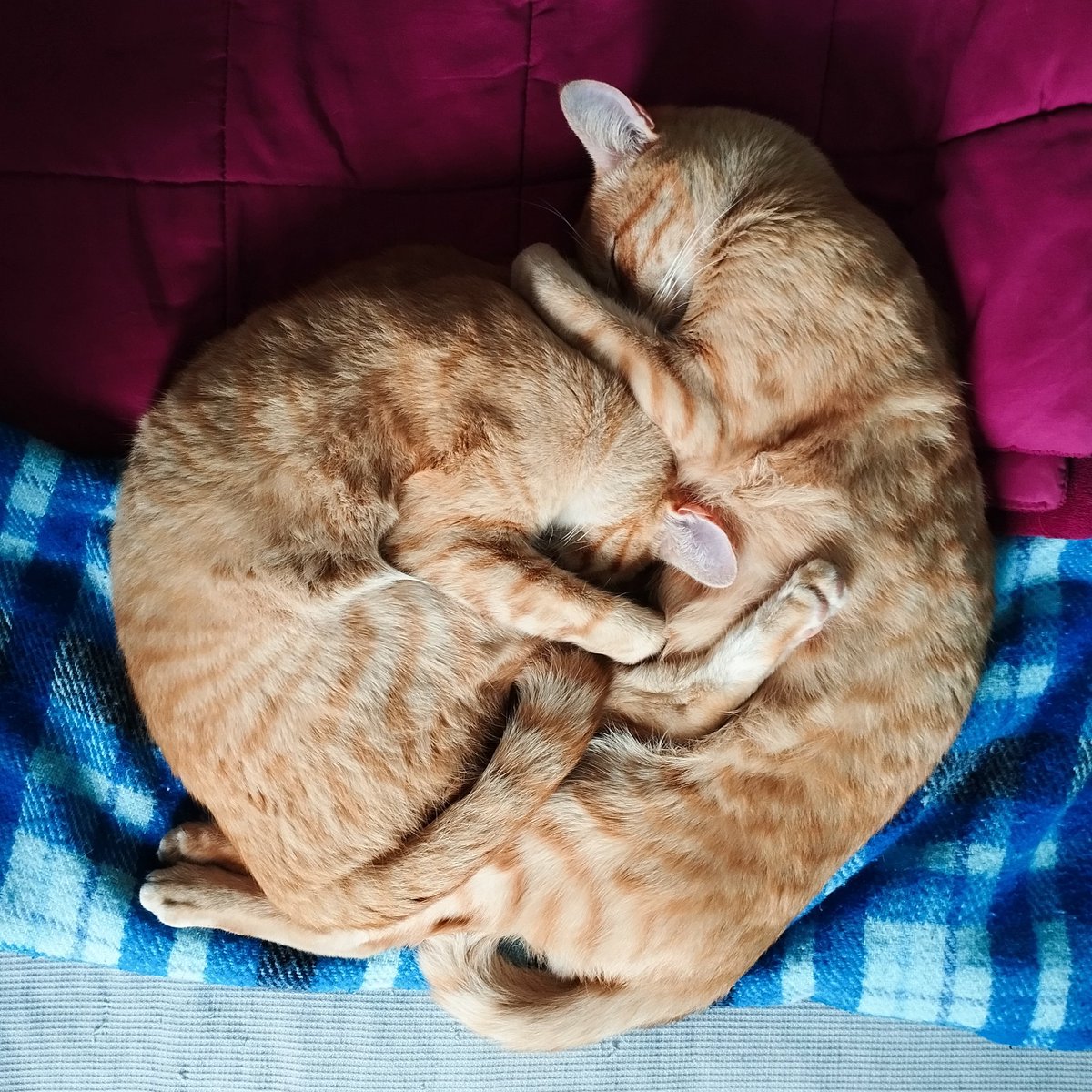 mis gringatos 🐈🐈