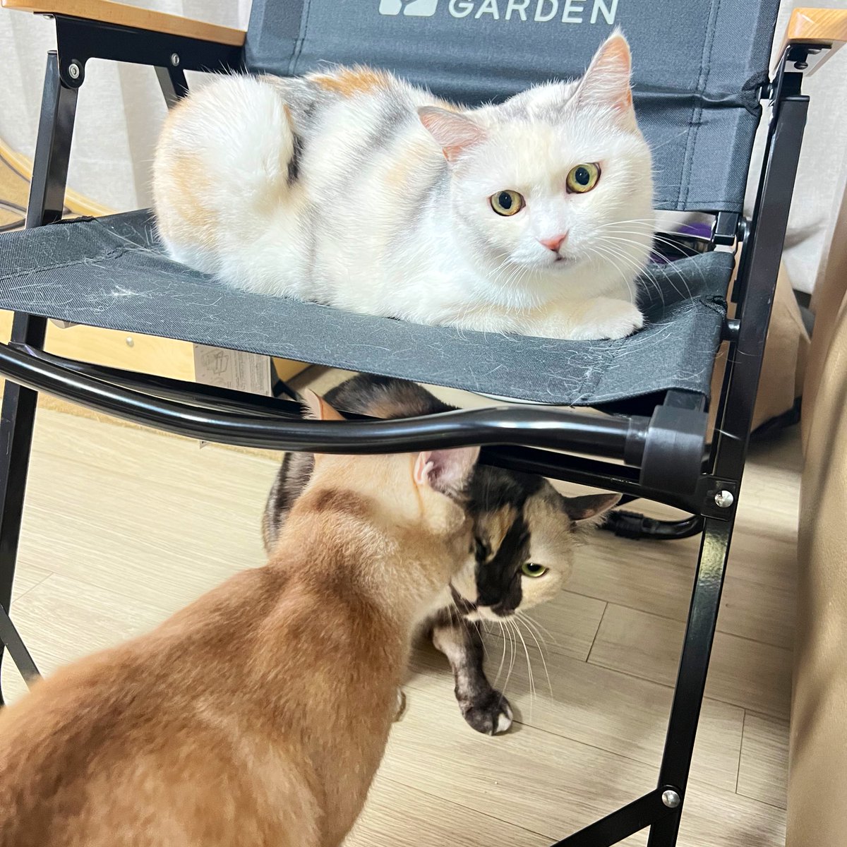 김고양s (@kimgoyangs) on Twitter photo 