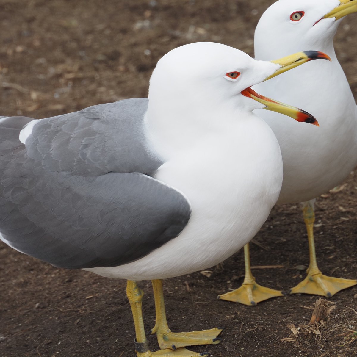 パックマンみたいな口の開け方するみゃお