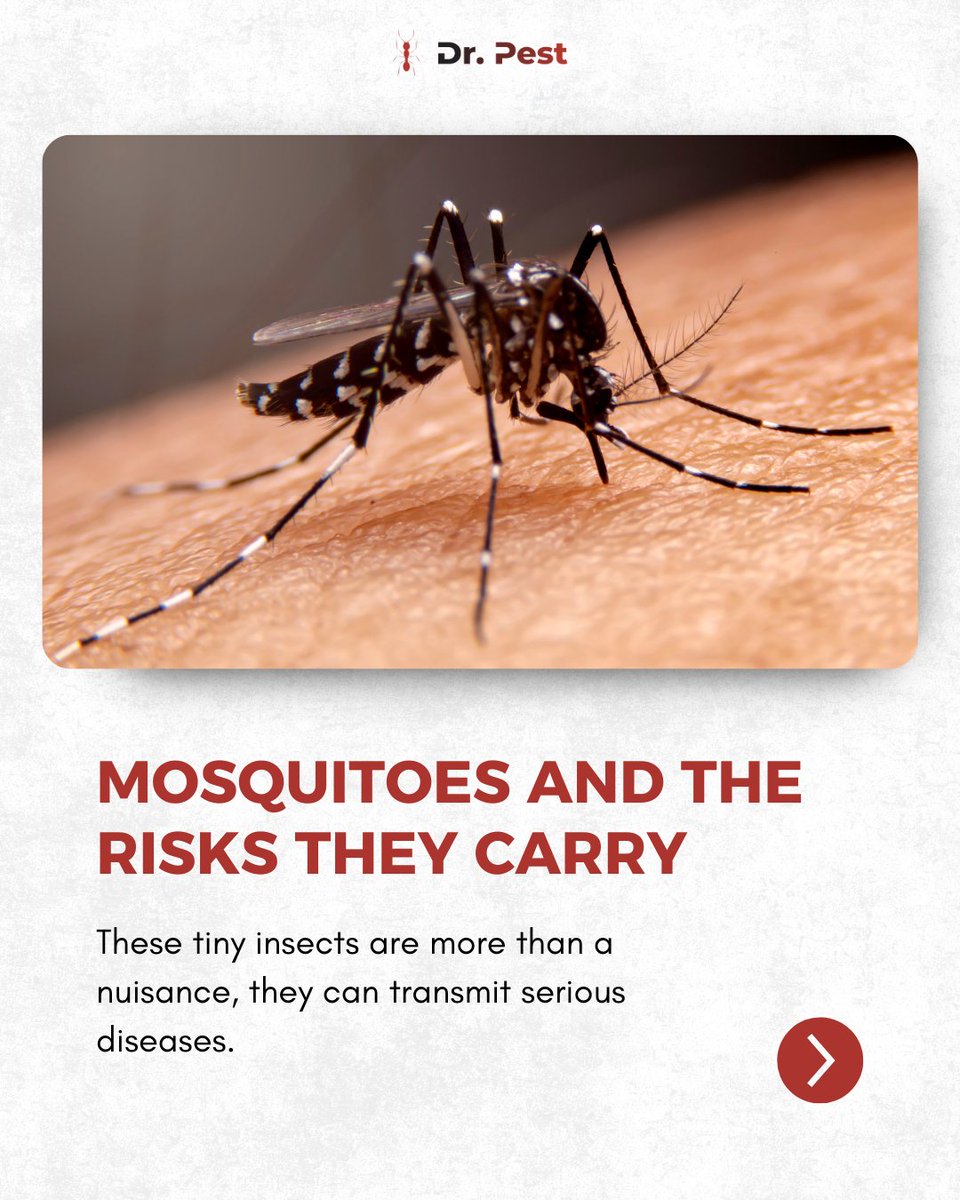 itsdoctorpest's tweet image. From spreading malaria to dengue fever, mosquitoes put families at risk daily. Learn how their bites happen and why prevention matters to reduce exposure.
Visit doctorpest.net – link in bio
#drpest #mosquitoes #pestsolutions #publichealth #stopthebite #mosquitofacts