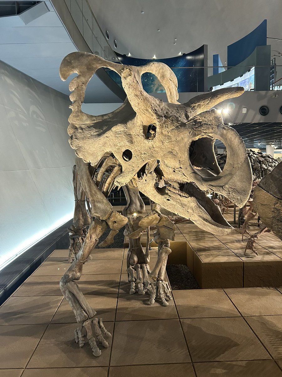 moca_1230's tweet photo. 恐竜博物館面白かったな〜🦖🦕 https://t.co/2oi8FSC4oe