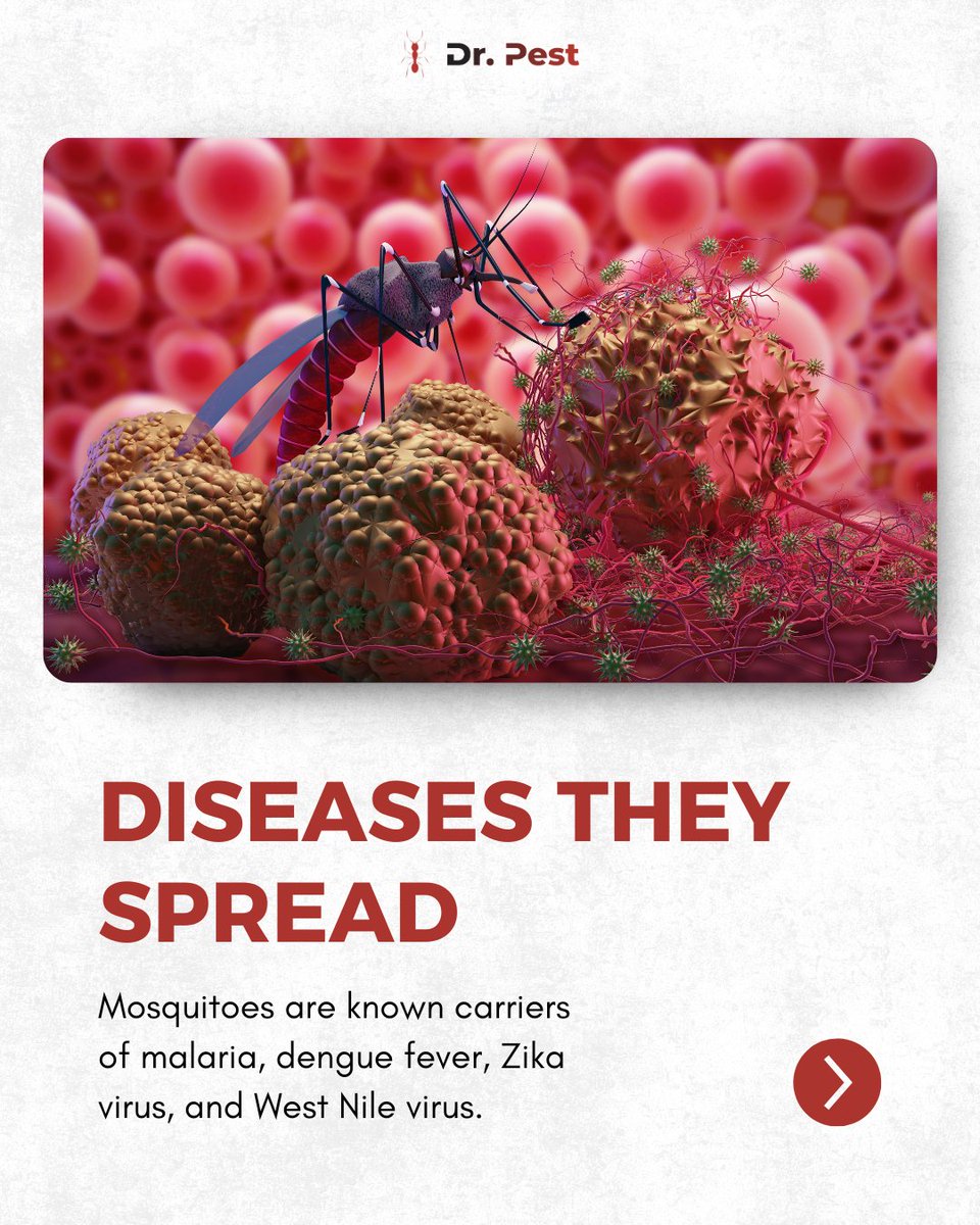 itsdoctorpest's tweet image. From spreading malaria to dengue fever, mosquitoes put families at risk daily. Learn how their bites happen and why prevention matters to reduce exposure.
Visit doctorpest.net – link in bio
#drpest #mosquitoes #pestsolutions #publichealth #stopthebite #mosquitofacts