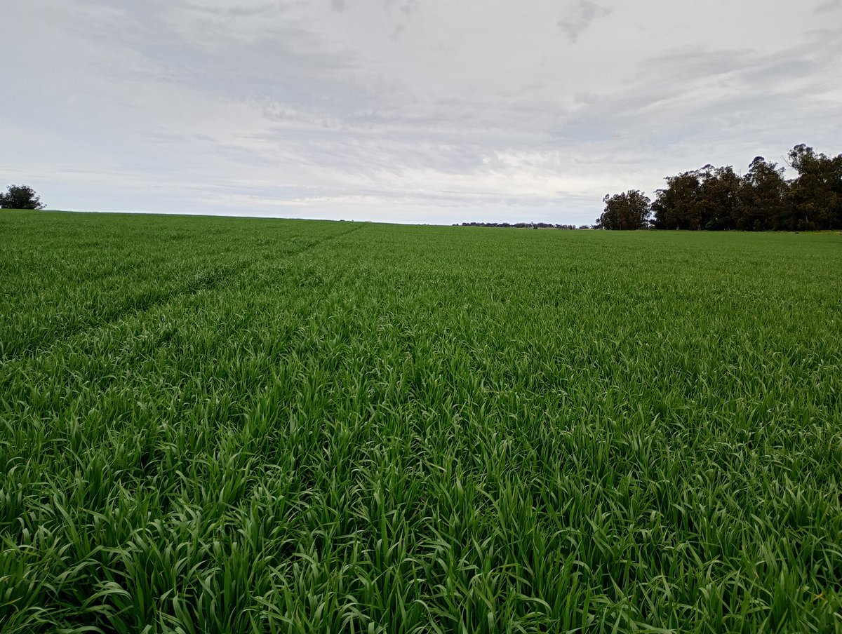 Aleferretti tweet media