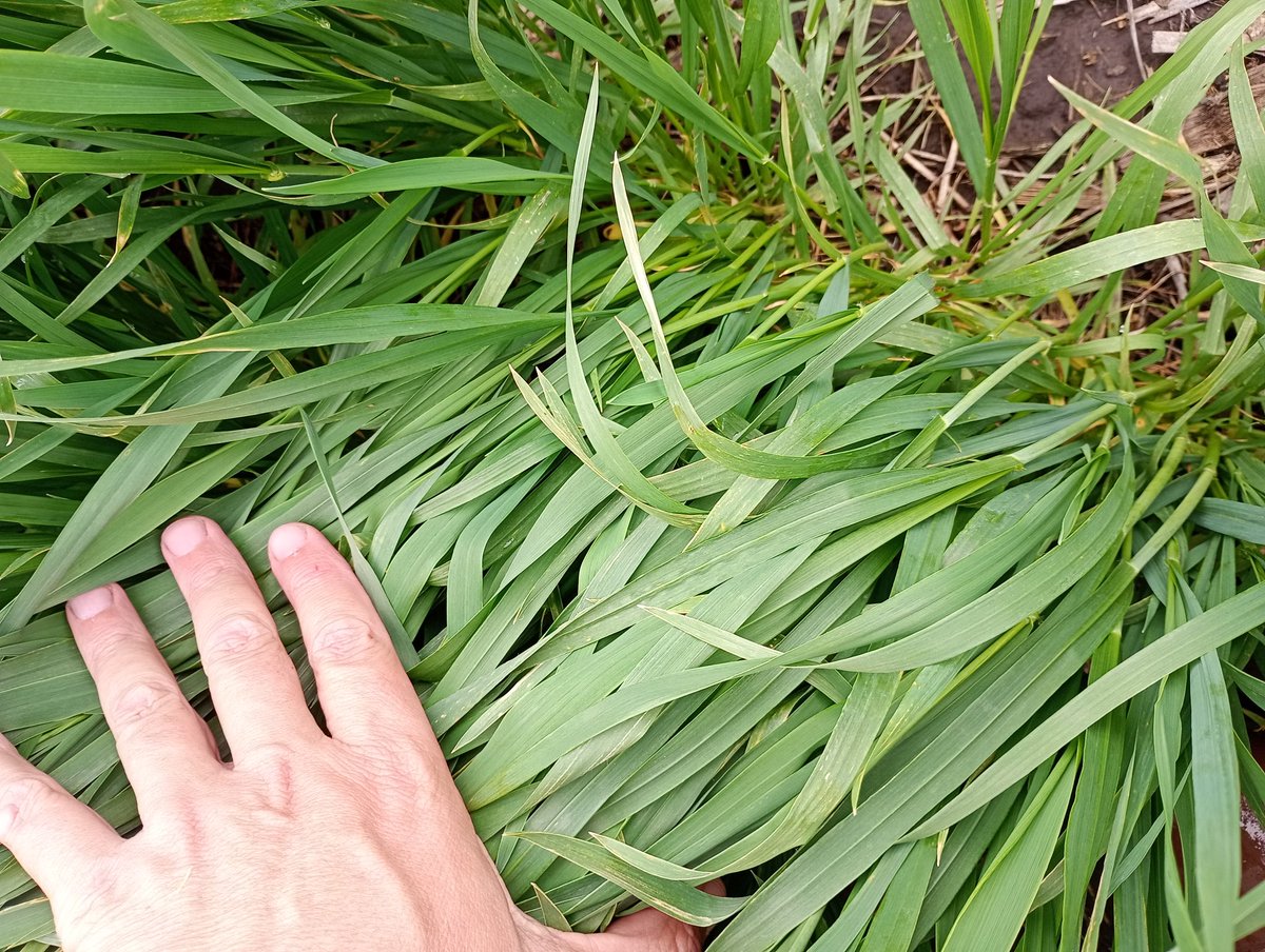 Aleferretti tweet media