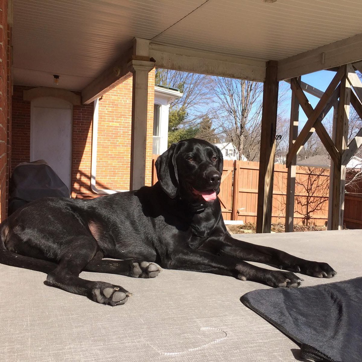 To Mazee: I’m 💔 to say goodbye to you after 12 years. You were my 1st dog &amp; pet. You were such a loyal companion. I loved your 1 random white spot &amp; I'll even miss your bark. I'll miss our walks together. You filled our home with love &amp; joy, &amp; will always be the best dog ever!